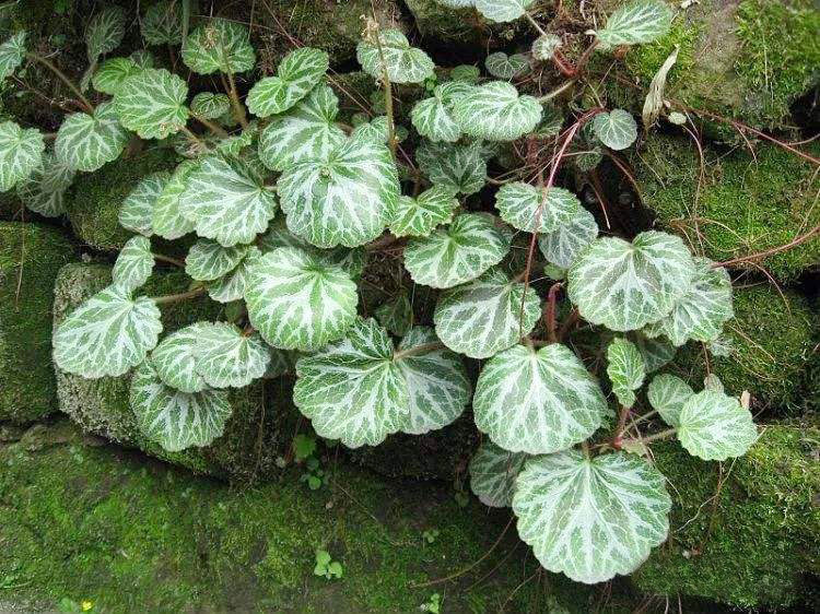 金絲荷葉.jpg 金絲荷葉.jpg