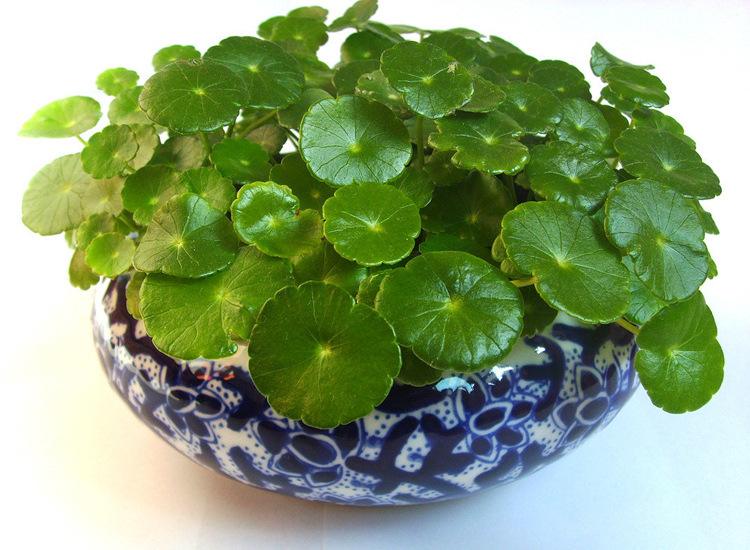 銅錢草.jpg 銅錢草.jpg