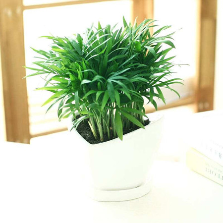 椰子.jpg 椰子.jpg