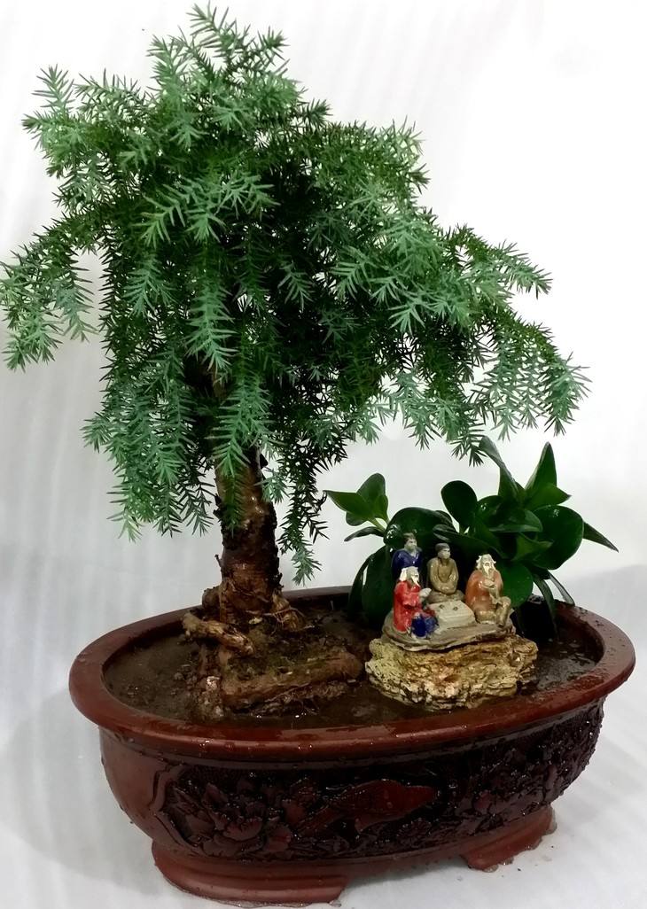 澳洲杉.jpg 澳洲杉.jpg