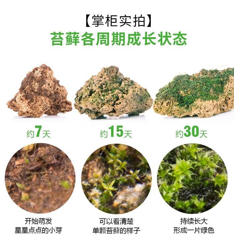 苔蘚孢子粉詳情750像素_04.jpg